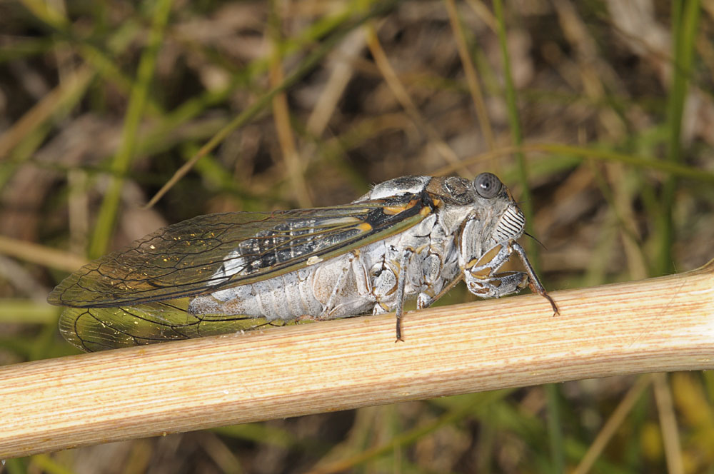 Lyristes plebejus dalle Murge